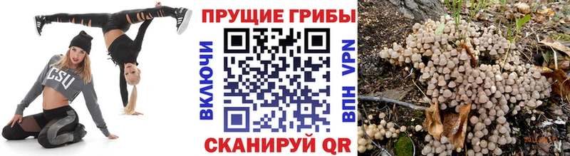 купить наркотик  omg онион  Псилоцибиновые грибы Psilocybe  Заволжск 